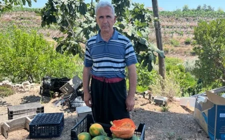 Alanya'da papaya hasadı başladı