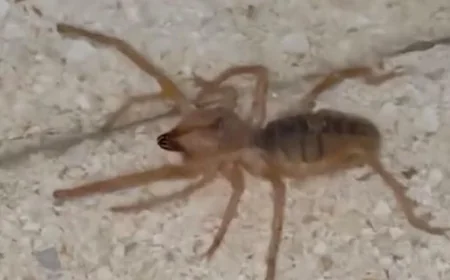 Elazığ'da panik: Et yiyen, zıplayabilen zehirli Sarıkız örümceği görüntülendi