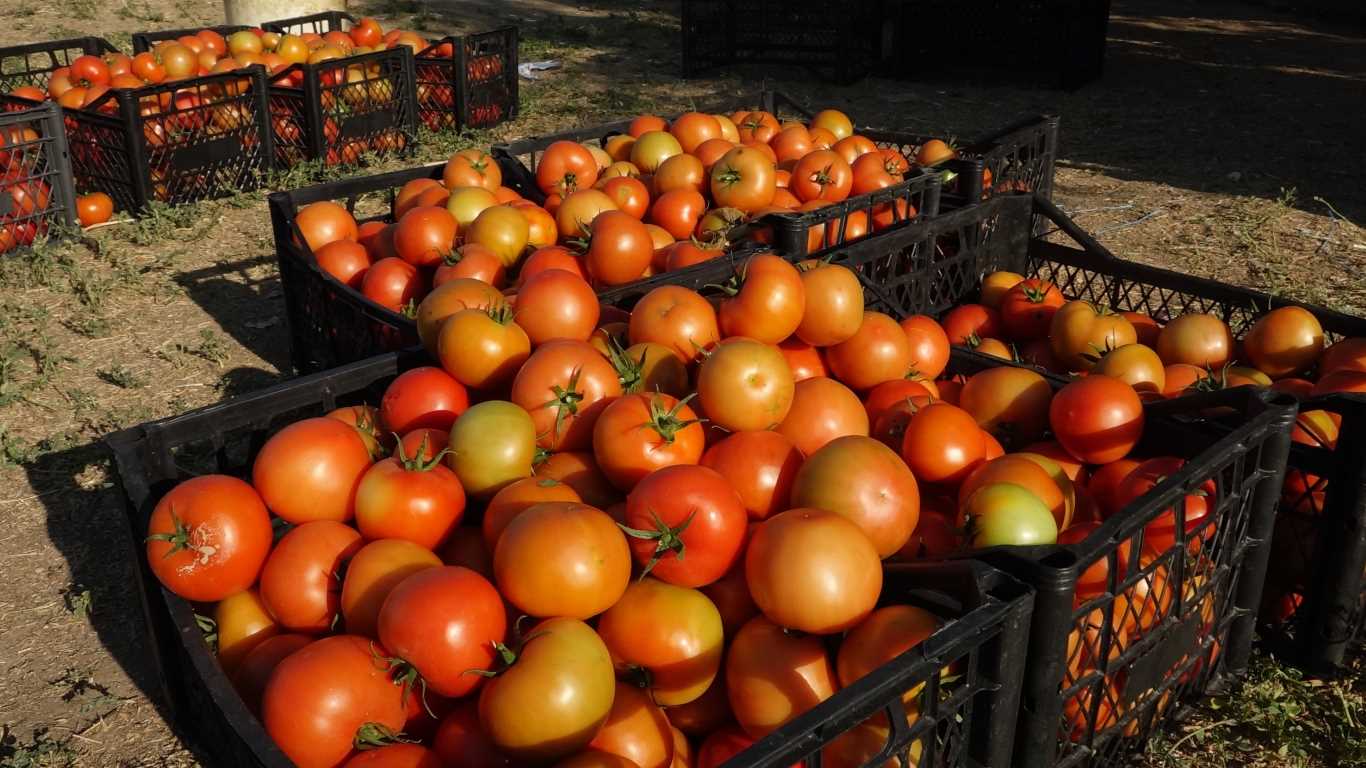 Antalya’nın ihraç domatesi Erciş’te hayat buldu